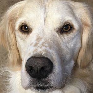 Meet your Posher, Rosemary